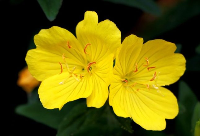 Evening Primrose