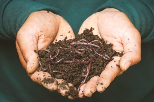 fertile soil with worms