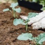 How to Make Your Own Fertilizer at Home