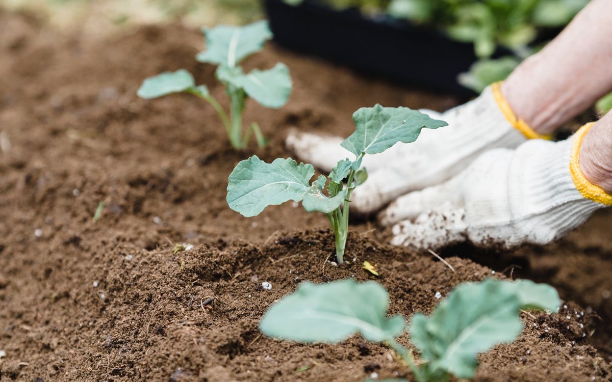 Fertilized Soil - Seedlings Grow