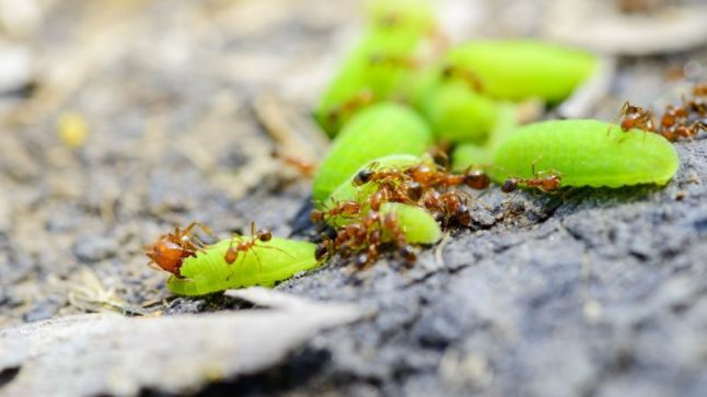 Fire Ants - Pests in Austin