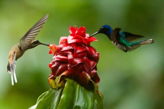 Humming Birds on a native plant