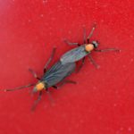 How to Remove Love Bugs From Your Car and Not Hurt the Paint