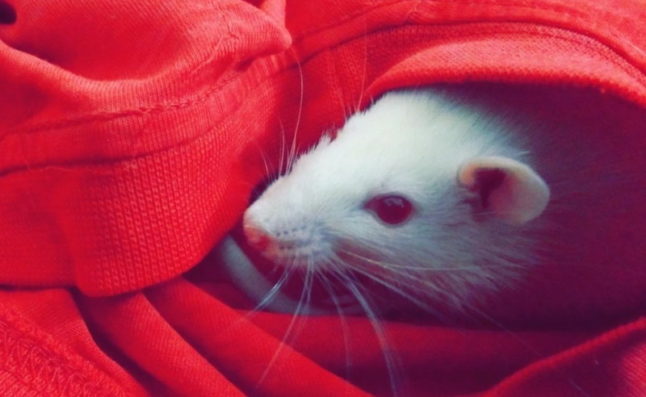 Mouse in Shirt - Integrated Pest Control for the Home