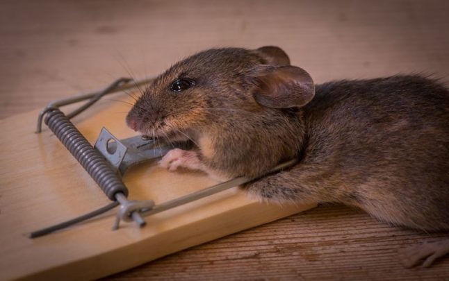 Mouse in a Mouse Trap - Mechanical Pest Control