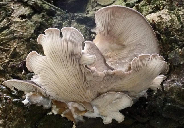 Oyster Mushroom Growing
