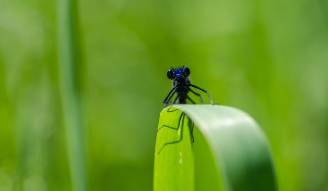 Insect on Grass Blade - Integrated Pest Management for the Lawn