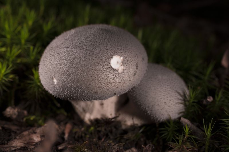 closeup of two puffball mushrooms