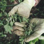 Guide to Weed Control in Your Yard