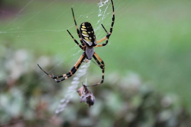 Banana spider with web