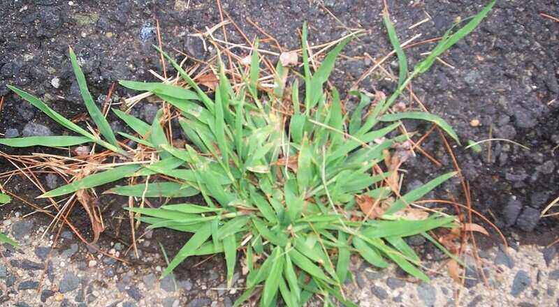 crabgrass