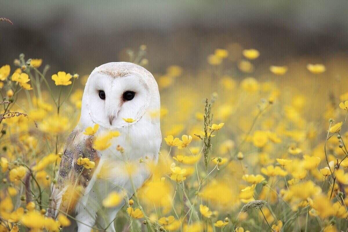 Snowy owl in a field of yellow flowers