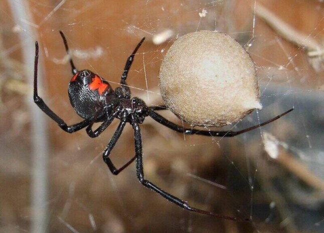 Black widow spider in web
