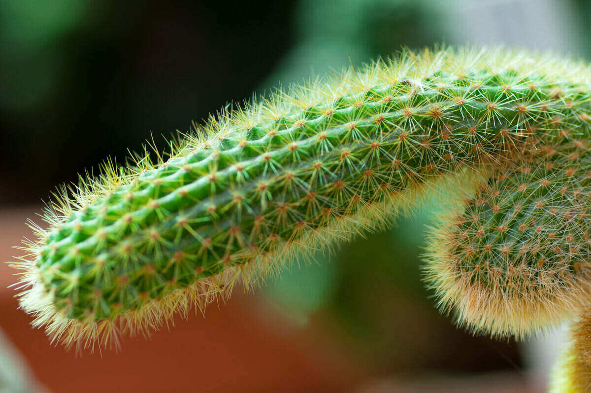 cactus shaped like a penis
