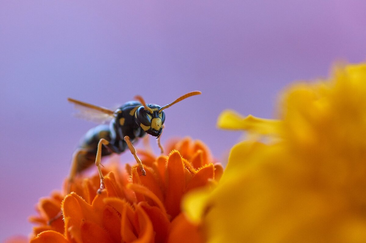 close-up of a wasp on a flower