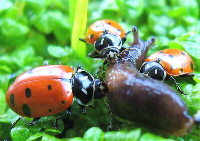 Lady bugs devour a slug