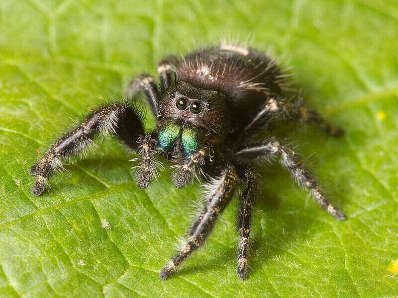 Jumping spider