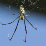 Why Spiders are Good for Your Garden