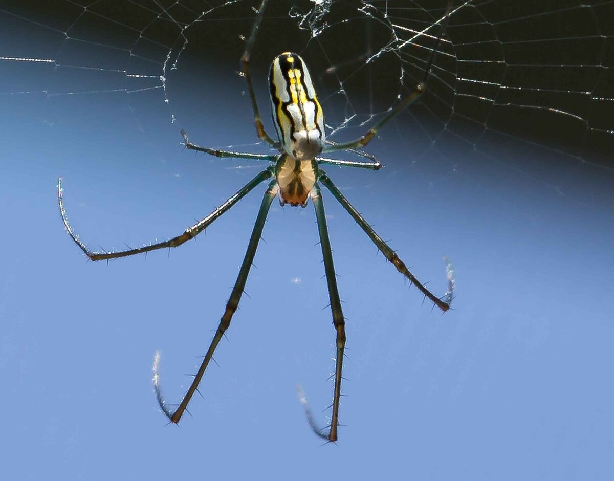 Close-up of a banana spider in a web