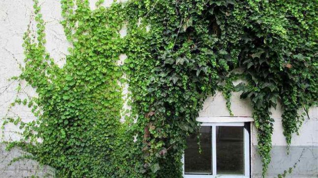 Climbing Vines on a House