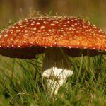 How to Get Rid of Mushrooms in Your Yard