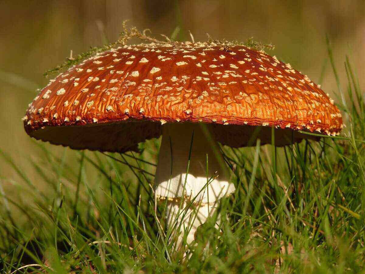 Natural mushroom in grass