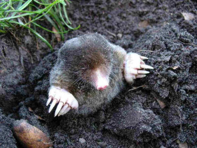 Mole poking out of the ground, surrounded by fresh dirt