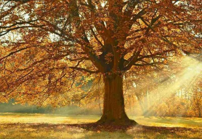 Deciduous Tree in Autumn