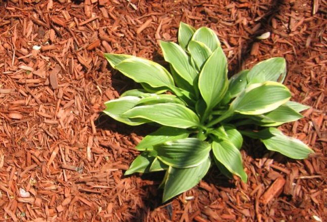 Sunny Mulch Bed