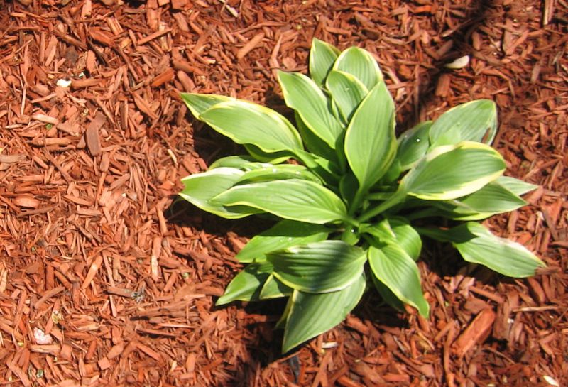 Sunny Mulch Bed with hosta