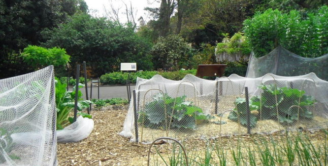 Vegetable Garden with Mesh
