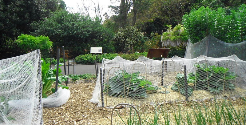 Vegetable garden with mulch