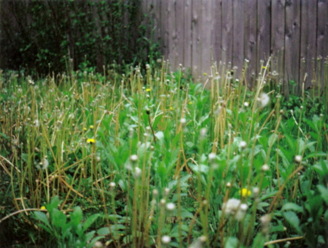 Yard Weeds with Yellow Flowers