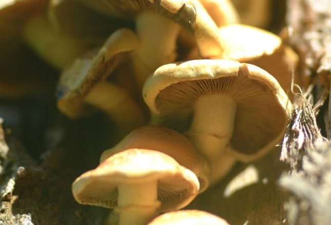 Shiitake Mushrooms growing on a tree