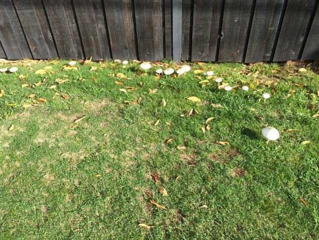 Mushrooms in a lawn