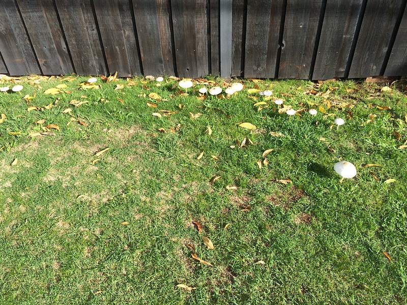 What is Fairy Ring and How to Get Rid of It