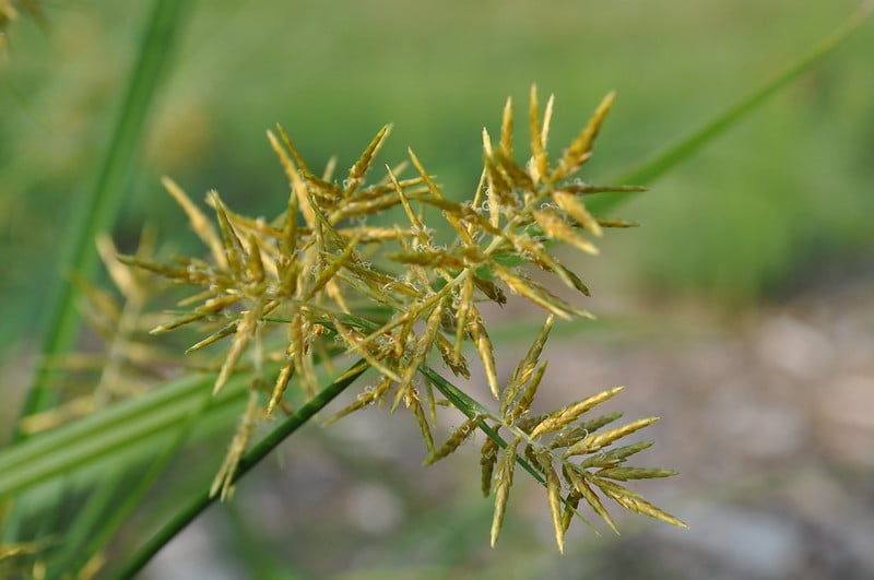 Nutsedge