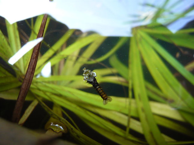 Discarded Mosquito Larva 