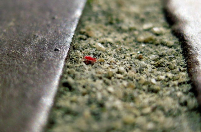 Chigger