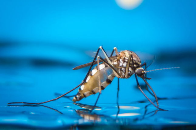 Mosquito on water