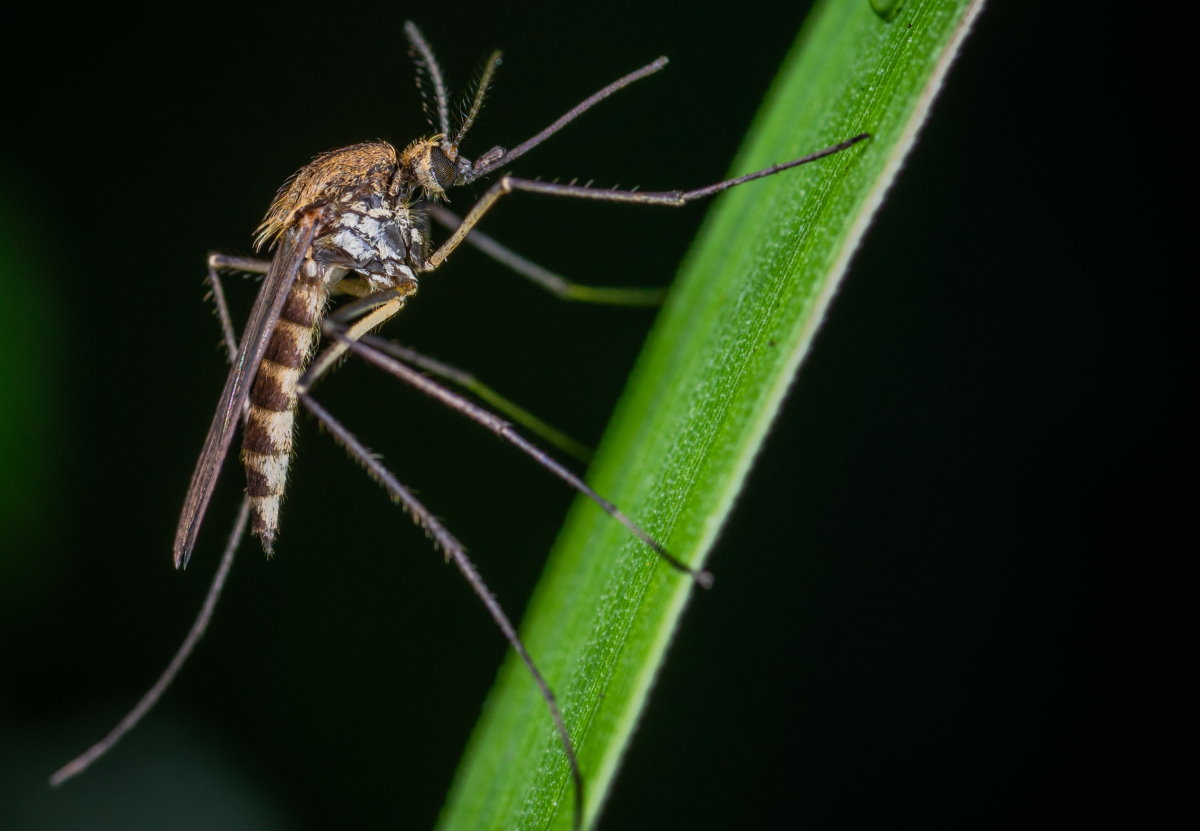 Brown and Black Mosquito