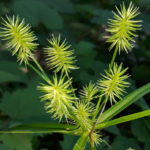 How to Control Nutsedge in Your Yard