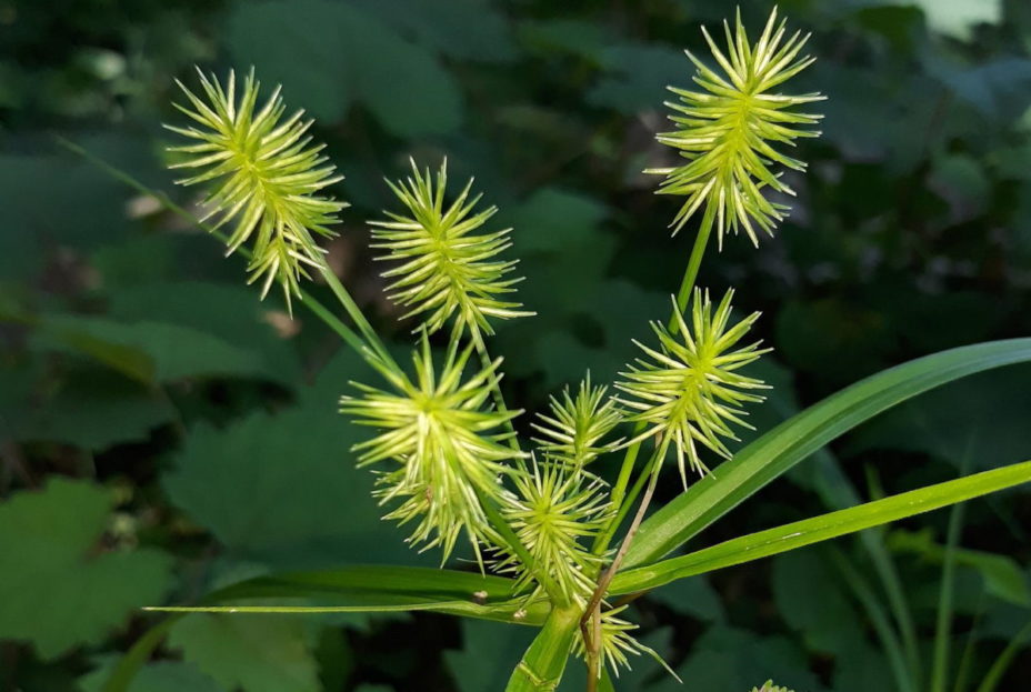 How to Control Nutsedge in Your Yard
