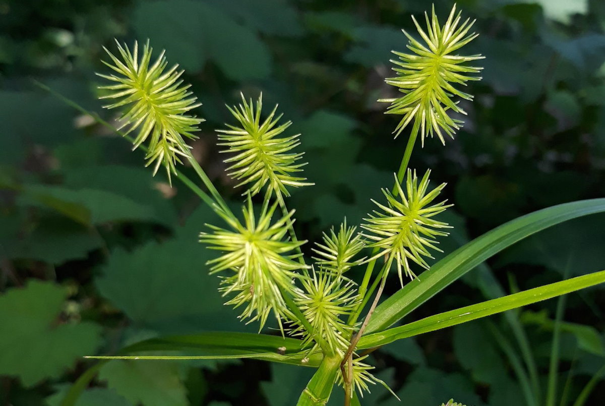 Nutsedge