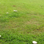What is Fairy Ring and How to Get Rid of It
