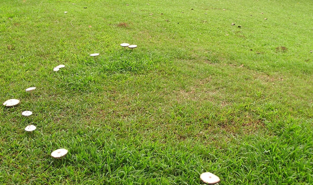 What is Fairy Ring and How to Get Rid of It