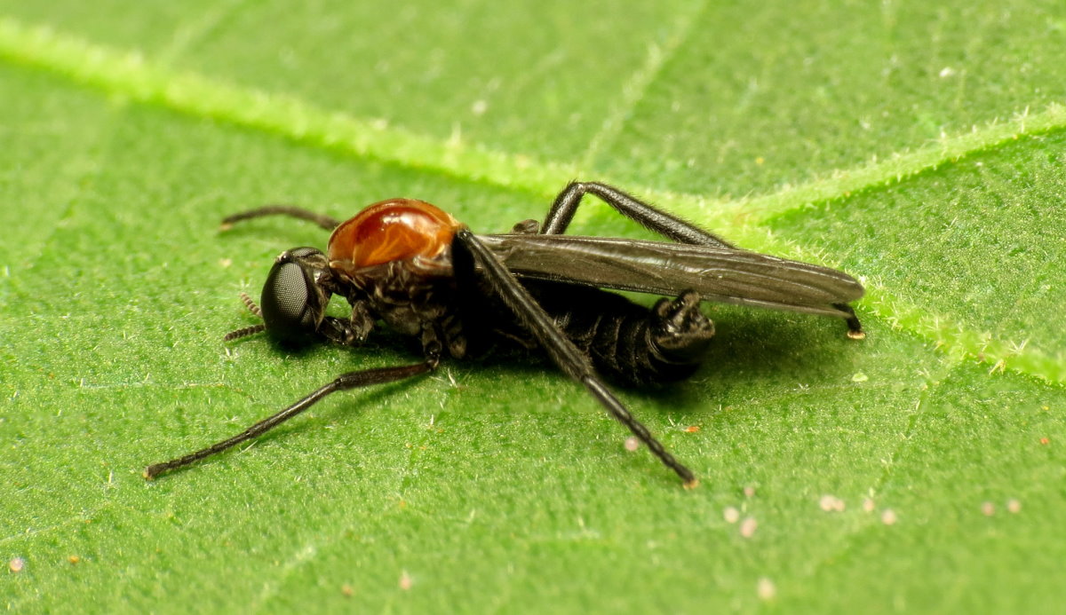 Lovebugs on leaf