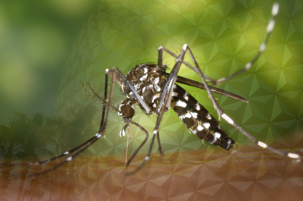 Mosquito with Disney Epocot dome behind it