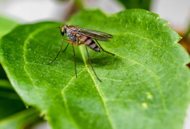 Mosquito on a leaf