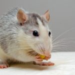 How to Eliminate Conditions that Attract Rodents
